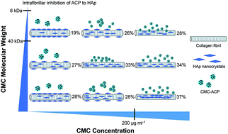Graphical abstract: Influence of molecular weight and concentration of carboxymethyl chitosan on biomimetic mineralization of collagen
