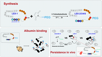 Graphical abstract: Engineering a protease-based and site-specific PEGylation-based strategy for the controlled release of exenatide