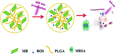 Graphical abstract: Lactic-co-glycolic acid-coated methylene blue nanoparticles with enhanced antibacterial activity for efficient wound healing