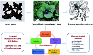 Graphical abstract: Traditional uses, phytochemistry, pharmacology and toxicology of Lamiophlomis rotata (Benth.) Kudo: a review