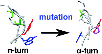 Graphical abstract: Mutation-induced change in chignolin stability from π-turn to α-turn