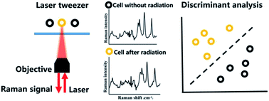Graphical abstract: Raman profile alterations of irradiated human nasopharyngeal cancer cells detected with laser tweezer Raman spectroscopy