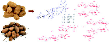 Graphical abstract: New triterpenoid saponin glycosides from the fruit fibers of Trichosanthes cucumerina L.