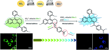 Graphical abstract: A mitochondrion-targeted dual-site fluorescent probe for the discriminative detection of SO32− and HSO3− in living HepG-2 cells