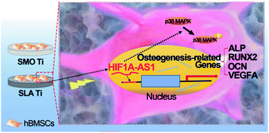 Graphical abstract: Integrated analysis of lncRNA–mRNA networks associated with an SLA titanium surface reveals the potential role of HIF1A-AS1 in bone remodeling