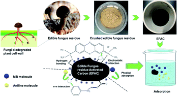 Graphical abstract: High-efficiency adsorption and regeneration of methylene blue and aniline onto activated carbon from waste edible fungus residue and its possible mechanism