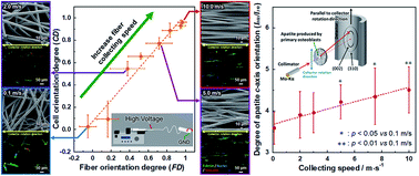 Graphical abstract: Bone apatite anisotropic structure control via designing fibrous scaffolds