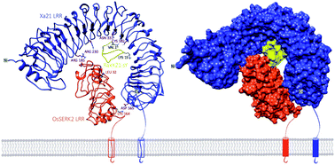 Graphical abstract: Comprehensive in silico modeling of the rice plant PRR Xa21 and its interaction with RaxX21-sY and OsSERK2