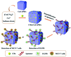 Graphical abstract: Quantification of EGFR and EGFR-overexpressed cancer cells based on carbon dots@bimetallic CuCo Prussian blue analogue