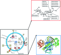 Graphical abstract: Antibiotic resistance: bioinformatics-based understanding as a functional strategy for drug design