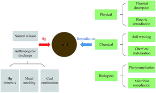 Graphical abstract: Describing the toxicity and sources and the remediation technologies for mercury-contaminated soil