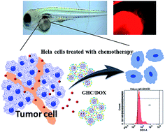 Graphical abstract: Amino acid-modified PAMAM dendritic nanocarriers as effective chemotherapeutic drug vehicles in cancer treatment: a study using zebrafish as a cancer model