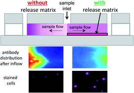 Graphical abstract: An inkjet-printed polysaccharide matrix for on-chip sample preparation in point-of-care cell counting chambers