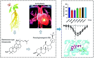 Graphical abstract: Pseudo-ginsengenin DQ ameliorated aconitine-induced arrhythmias by influencing Ca2+ and K+ currents in ventricular myocytes