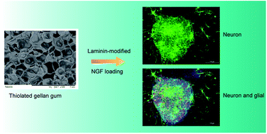 Graphical abstract: Laminin-modified gellan gum hydrogels loaded with the nerve growth factor to enhance the proliferation and differentiation of neuronal stem cells