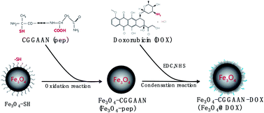 Graphical abstract: The construction of the novel magnetic prodrug Fe3O4@DOX and its antagonistic effects on hepatocarcinoma with low toxicity