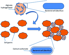 Graphical abstract: Tested functionalization of alginate-immobilized ureolytic bacteria for improvement of soil biocementation and maximizing water retention