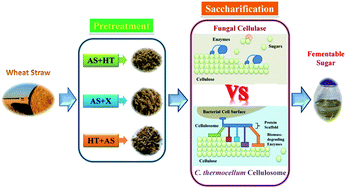 Graphical abstract: Impact of ammonium sulfite-based sequential pretreatment combinations on two distinct saccharifications of wheat straw