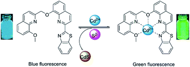 Graphical abstract: A simple fluorescent probe for detection of Ag+ and Cd2+ and its Cd2+ complex for sequential recognition of S2−