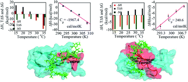 Graphical abstract: Estimation of a stronger heparin binding locus in fibronectin domain III14 using thermodynamics and molecular dynamics