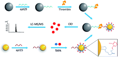 Graphical abstract: An LC-MS/MS method for protein detection based on a mass barcode and dual-target recognition strategy