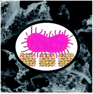 Graphical abstract: Synthesis and antibacterial activity of iron manganite (FeMnO3) particles against the environmental bacterium Bacillus subtilis