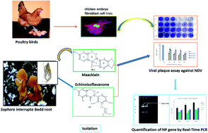 Graphical abstract: Sophora interrupta Bedd. root-derived flavonoids as prominent antiviral agents against Newcastle disease virus