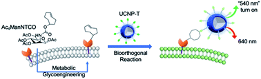 Graphical abstract: In vivo selective imaging of metabolic glycosylation with a tetrazine-modified upconversion nanoprobe