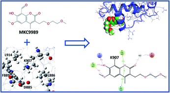 Graphical abstract: Deciphering the selectivity of inhibitor MKC9989 towards residue K907 in IRE1α; a multiscale in silico approach