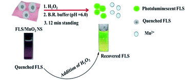 Graphical abstract: One pot fabrication of fluorescein functionalized manganese dioxide for fluorescence “Turn OFF–ON” sensing of hydrogen peroxide in water and cosmetic samples