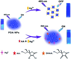 Graphical abstract: Fluorescent polydopamine nanoparticles as a nanosensor for the sequential detection of mercury ions and l-ascorbic acid based on a coordination effect and redox reaction