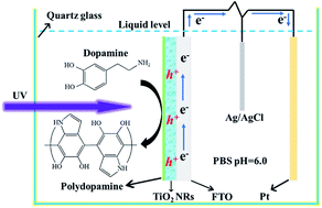 Graphical abstract: Photocatalytic degradation of methylene blue by a cocatalytic PDA/TiO2 electrode produced by photoelectric polymerization