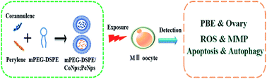 Graphical abstract: Effects of mPEG-DSPE/corannulene or perylene nanoparticles on the ovary and oocyte