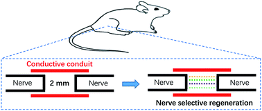 Graphical abstract: Conductive conduit small gap tubulization for peripheral nerve repair