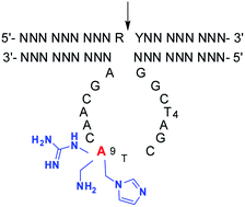 Graphical abstract: Site-specific functionalization with amino, guanidinium, and imidazolyl groups enabling the activation of 10–23 DNAzyme