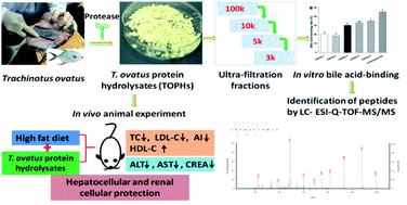 Graphical abstract: Hypolipidemic effects of protein hydrolysates from Trachinotus ovatus and identification of peptides implied in bile acid-binding activity using LC-ESI-Q-TOF-MS/MS