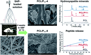 Graphical abstract: Biomimetic peptide enriched nonwoven scaffolds promote calcium phosphate mineralisation