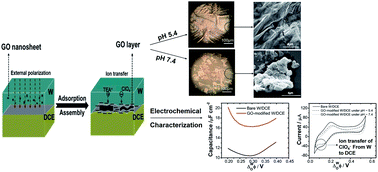 Graphical abstract: Electrochemical investigation of adsorption of graphene oxide at an interface between two immiscible electrolyte solutions