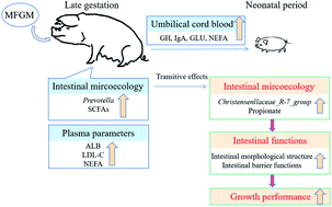 Graphical abstract: Dietary milk fat globule membrane supplementation during late gestation increased the growth of neonatal piglets by improving their plasma parameters, intestinal barriers, and fecal microbiota