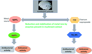 Graphical abstract: Using Fomitopsis pinicola for bioinspired synthesis of titanium dioxide and silver nanoparticles, targeting biomedical applications