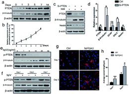 Graphical abstract: Retracted Article: Acellularized spinal cord scaffolds incorporating bpV(pic)/PLGA microspheres promote axonal regeneration and functional recovery after spinal cord injury