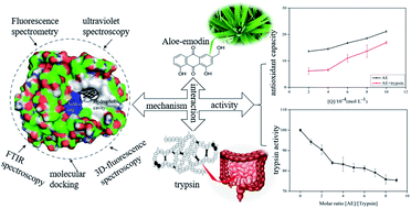 Graphical abstract: Interaction mechanism of aloe-emodin with trypsin: molecular structure–affinity relationship and effect on biological activities