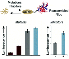 Graphical abstract: A luminescence-based assay for monitoring changes in alpha-synuclein aggregation in living cells