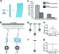 Graphical abstract: Force spectra of single bacterial amyloid CsgA nanofibers