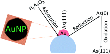 Graphical abstract: Ultrathin quasi-hexagonal gold nanostructures for sensing arsenic in tap water