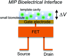 Graphical abstract: Molecularly imprinted polymer-based bioelectrical interfaces with intrinsic molecular charges