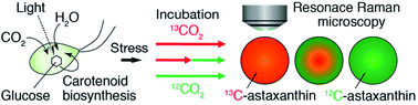 Graphical abstract: Spatiotemporal monitoring of intracellular metabolic dynamics by resonance Raman microscopy with isotope labeling