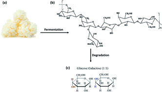 Graphical abstract: Prospects of kefiran as a food-derived biopolymer for agri-food and biomedical applications