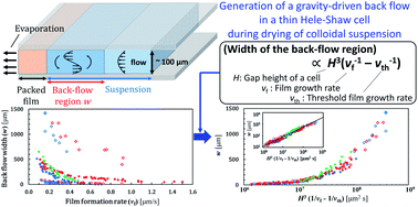 Graphical abstract: Drying-induced back flow of colloidal suspensions confined in thin unidirectional drying cells