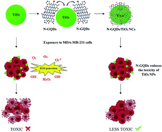 Graphical abstract: A titanium dioxide/nitrogen-doped graphene quantum dot nanocomposite to mitigate cytotoxicity: synthesis, characterisation, and cell viability evaluation